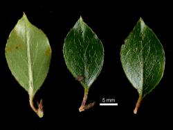 Cotoneaster marquandii: Leaves, upper and lower surfaces.
 Image: D. Glenny © Landcare Research 2017 CC BY 3.0 NZ